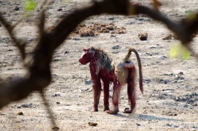 117 - Botswana - mono babuino - parque nacional de Chobe